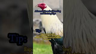 Advance Gamefowl Breeding and Training Program [upl. by Iolande]