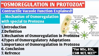 Osmoregulation in Protozoa  Paramecium osmoregulation  Amoeba osmoregulation  Osmoregulation [upl. by Atnom]