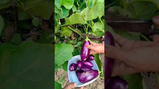 Harvesting Brinjal From My Kitchen gardennature youtube garden youtubevideos [upl. by Eidnarb71]