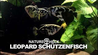 Leopard Schützenfisch [upl. by Netsirk40]