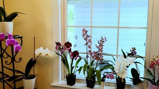 Overview of my orchids [upl. by Morvin]