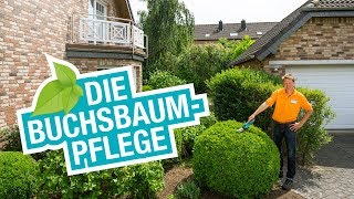 Die Buchsbaumpflege Tipps für den Schnitt und die perfekte Form [upl. by Jaddo]