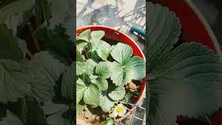 strawberry ka plant flowers gardenflowerplants gardening houseplants myplant [upl. by Acceber]