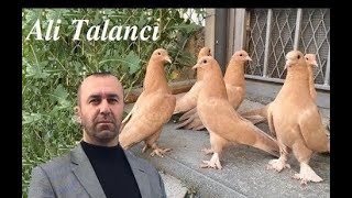 Taklacı Güvercinleri Ali Talancı [upl. by Haron]