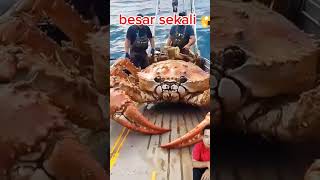 Kepiting raksasa [upl. by Alphonse717]