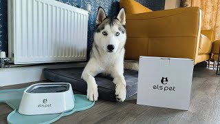 Els Pet Splash Proof Floating Water Bowl  Lokis new water bowl lokithesiberianhusky husky [upl. by Dionne]