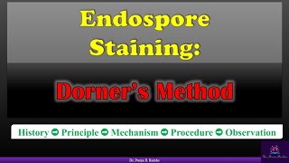 Dorners method of Endospore staining by Pooja Kakde SRTMUN EnglishMarathi  BSc FY Microbiology [upl. by Phipps267]