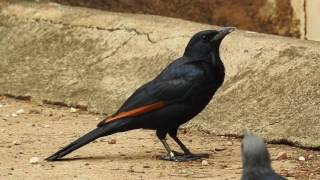 South African birds  Redwinged Starling Onychognathus morio [upl. by Eisdnyl]