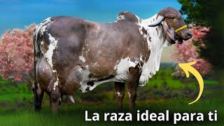 La Raza de Ganado Gyr La Alternativa Ideal para la ganadería en el Trópico [upl. by Acemahs]