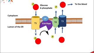 Gluconeogenesis part 3 PEPCK and the Production of Glucose [upl. by Mariellen]