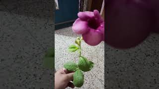 Allamanda blanchetii plant🌳🌳youtubeshorts viralvideo trending nature plzsubscribemychannel [upl. by Eivlys]