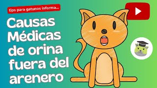 Gato orina fuera del arenero es un problema médico [upl. by Diarmit]