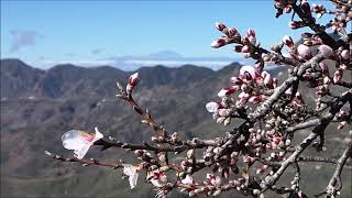 Almendros en Flor Tejeda 2016 Gran Canaria [upl. by Nylarac481]