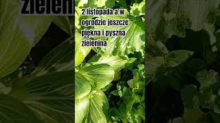 Kapusta pak choi garden gardening ogrodnictwo ogrod farming rosliny [upl. by Dianthe]