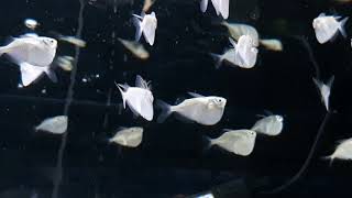 Silver Hatchetfish Thoracocharax stellatus [upl. by Halueb875]