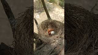 Drongo Diaries Newborn Black Drongos in Action shorts [upl. by Ecirtak]