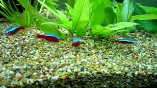 Cardinal Tetras eating meat pellet [upl. by Dayiz]