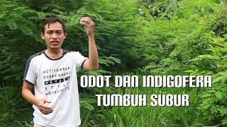 Rahasia Tumpangsari Odot dan Indigofera Produksi sangat tinggi [upl. by Suilienroc]