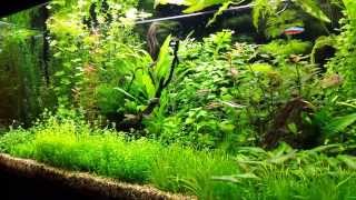 Pearling aquarium plants [upl. by Gittel839]