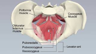 Coccyx Coccydynia and Hip Pain [upl. by Ecylla]