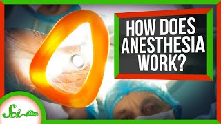 We Finally Know How Anesthesia Works [upl. by Simpkins]