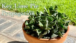 How to Propagate Adromischus Cristus Key lime Pie Crinkle leaf Plant [upl. by Xylia315]