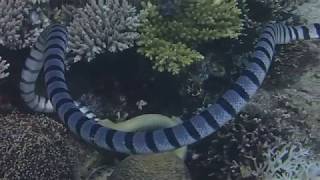 Sea snake try to eat his killed moray [upl. by Devon431]