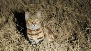 Gato patinegro Blackfooted cat Marrick Safari [upl. by Meehyrb899]