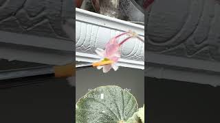 How to hand pollinate a begonia [upl. by Remled]