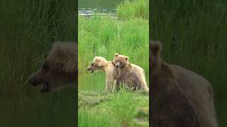 Playful Grizzly Bear Cubs Shorts bears babyanimals [upl. by Sirmons]