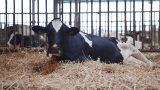 CowManagers Nutrition Module Insights in Feed and Transition Management [upl. by Irat675]