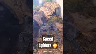 Vogelspinnen Schnell😳spinne tarantulas [upl. by Eidolem]