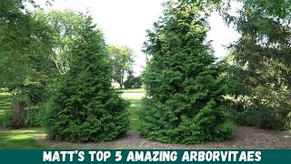 Planting Privacy Amazing Arborvitaes for Your Yard [upl. by Eninej]