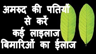 अमरूद की पत्तियां के फायदे Amrud ke patte ke fayde Hindi  Benefits of Guava leaf [upl. by Naols]