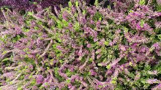 Les callunes et les bruyères callunes bruyères jardin [upl. by Attenyl]