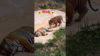 Strong Tiger funny shortsfeed shorts comedy ytshorts VIRCOMEDYBREAK priyalkukreja [upl. by Merkley]