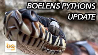 Boelens Python Simalia Boeleni update 1  first few months [upl. by Zipporah417]