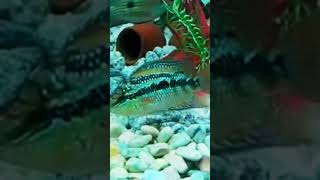 Salvini The Quicky Cichlid aquarium fishtank salvini cichlid [upl. by Constanta]