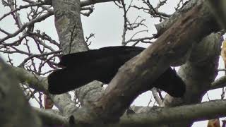 A New Caledonian crow using a hooked tool to extract food [upl. by Schick]