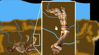 Fossils amp their formation  Heredity amp Evolution  Biology  Khan Academy [upl. by Gmur823]