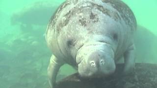 Snorkel with Manatees Homosassa Springs Wildlife State Park Florida [upl. by Einneg]