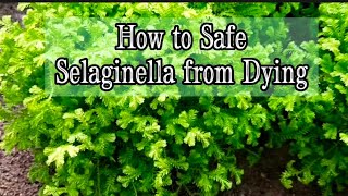 How to Keep My Selaginella Plant Alive amp Thriving without Fussy amp Worry  Part 1 [upl. by Liuqnoj417]