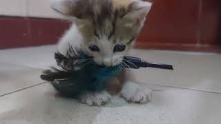 Kitten Playing with Feather Toy [upl. by Mechelle626]