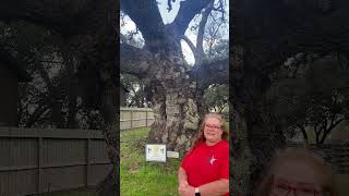 This Is The Biggest Live Oak Tree In Texas 🌳 [upl. by Aikel]