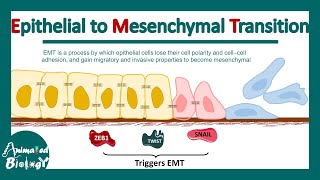 Epithelial to Mesenchymal Transition  EMT  Molecular mechanism of EMT  significance of EMT [upl. by Dnomde]