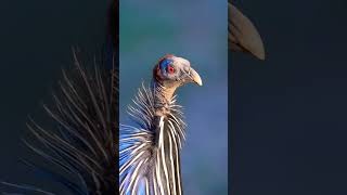 The vulturine guineafowl or Royal guineafowl bird birdsphotography guineafowl [upl. by Akeem280]