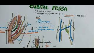 CUBITAL FOSSA  Boundaries  Contents  Clinical Importance  Easy Explaination [upl. by Ttennaej]