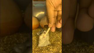 Hamsters Eating Funny moment shorts pets pet funny funnyanimal [upl. by Oijres162]