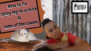 How To Fix Splay Leg on a Chick amp Some of the Causes [upl. by Sllew273]