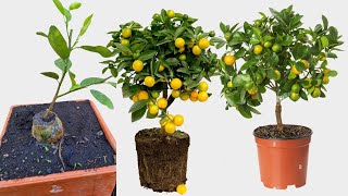 Nuevo Método Para tener Limones en Casa  Propaga Ramas de Limón muy Fácil [upl. by Nylavad816]